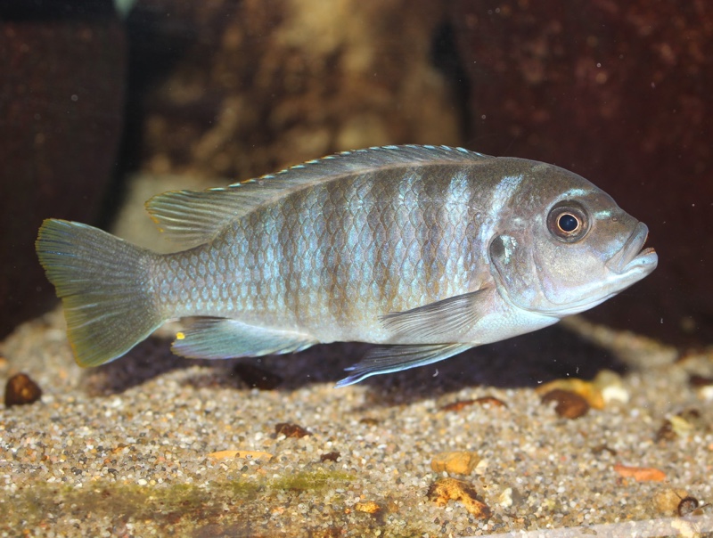 Maylandia fainzilberi 'Mphanga Rocks'